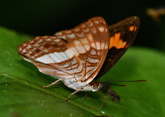 Adelpha jordani