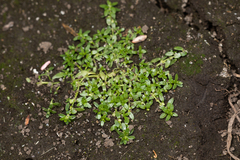 Callitriche palustris