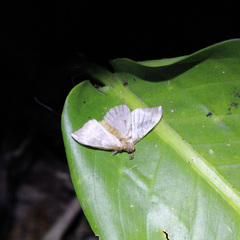 Hylesia metabus