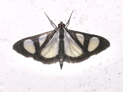 Glyphodes