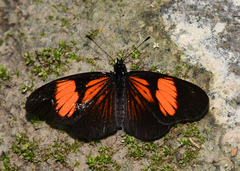 Castilia perilla