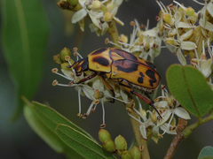 Pachnoda discolor