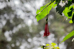 Fuchsia boliviana