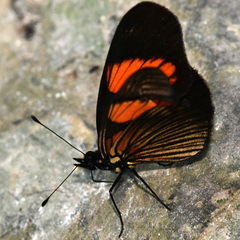 Castilia perilla