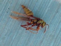 Polistes carnifex