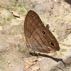 Megeuptychia antonoe