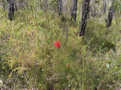 Melaleuca transversa