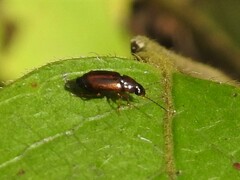Carabidae