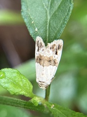 Maliattha signifera