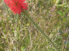 Melaleuca transversa