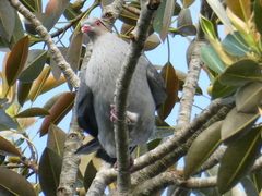 Lopholaimus antarcticus