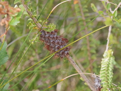 Melaleuca transversa