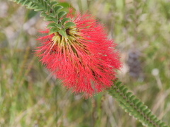 Melaleuca transversa