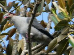 Lopholaimus antarcticus