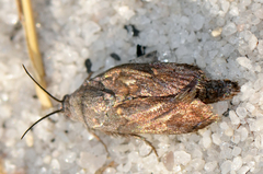 Brachodidae