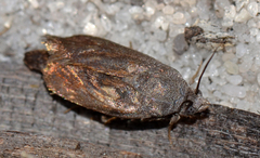 Brachodidae