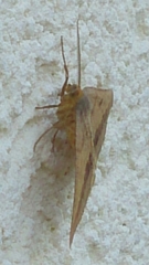 Isturgia arenacearia