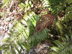 Blechnum montanum