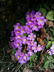 Primula gracilipes