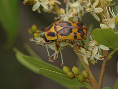Pachnoda discolor