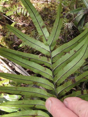Blechnum montanum