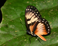 Eresia datis phaedima