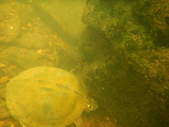 Graptemys ouachitensis