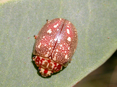 Paropsis geographica