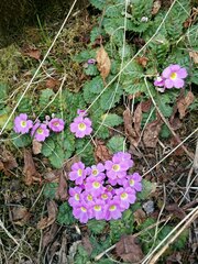 Primula gracilipes