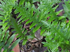 Polypodium californicum