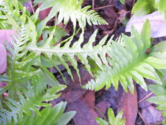 Polypodium californicum