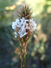Epacris lanuginosa