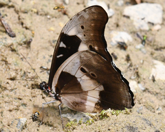 Morpho rhetenor