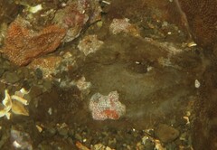 Gaudichaudius iphionelloides