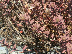 Epilobium melanocaulon