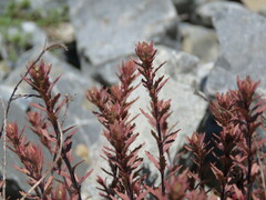 Epilobium melanocaulon