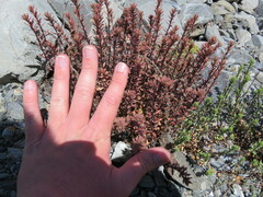 Epilobium melanocaulon