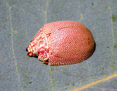 Paropsis elytrura