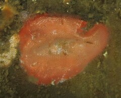 Gaudichaudius iphionelloides