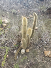 Bergerocactus emoryi