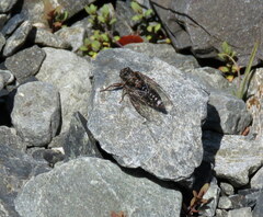 Maoricicada campbelli