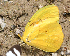 Phoebis philea