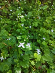 Lobelia trigonocaulis