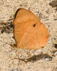 Tegosa claudina