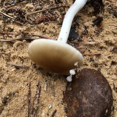Amanita solaniolens