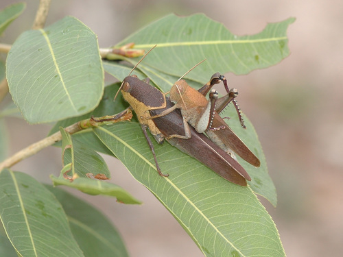 Acridoderes crassus photographed in Zambia