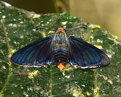 Passova ganymedes