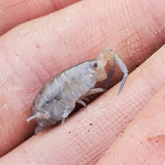Megalorchestia corniculata