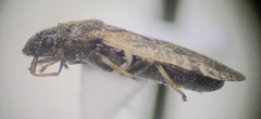 Crophius