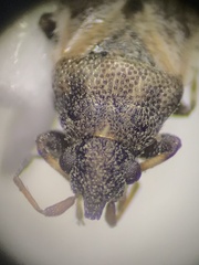 Crophius